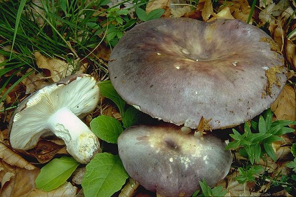  Image name: Russula_cyanoxantha3.jpg 
 width: 600 pixel 
 height: 400 pixel 
 Size: 87478 bytes 
 Click to enlarge 
